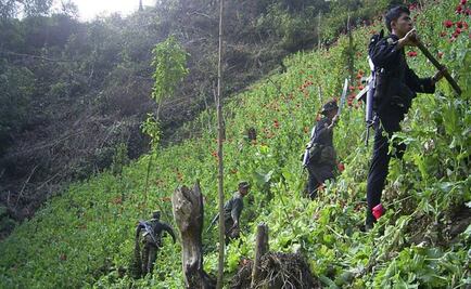 Destruyen más de 500 mil plantas de amapola en Guerrero 
