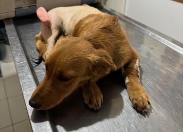 Perrita es operada tras ser herida con balines y atropellada en Tultitlán, Estado de México