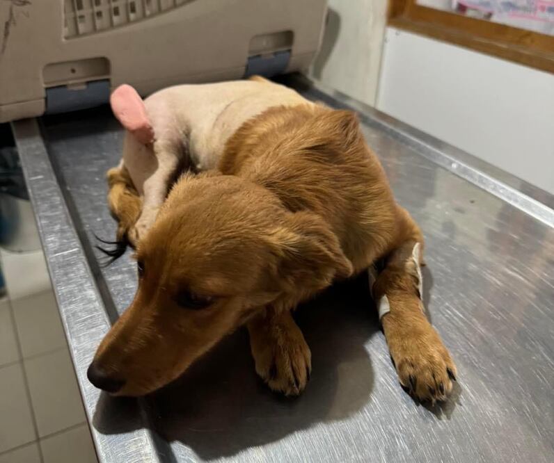 Perrita es operada tras ser herida con balines y atropellada en Tultitlán, Estado de México. (Foto: especial)