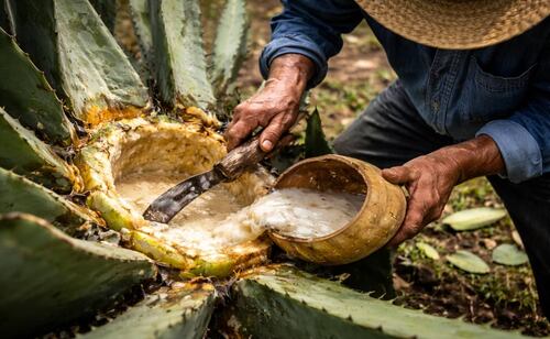 Los mexicas llamaban al pulque 