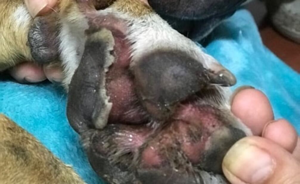 Rescatan a Teco, perrito localizado en talleres del Metro en Ciudad Azteca