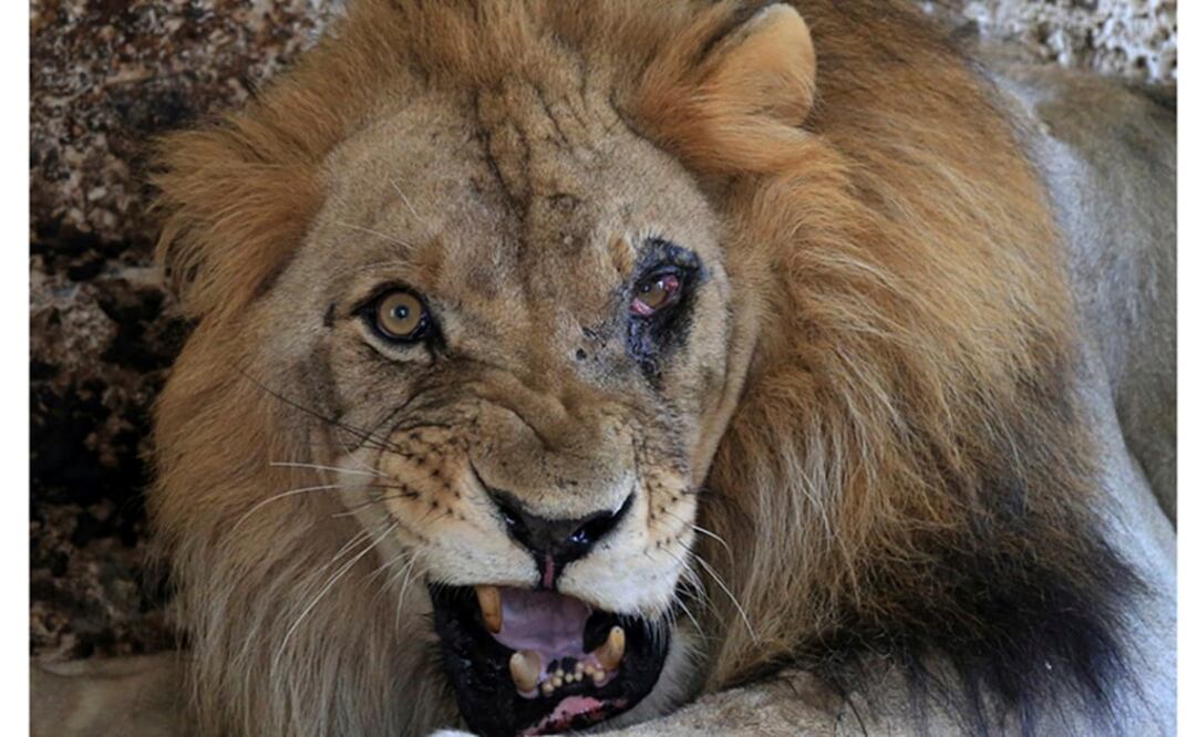 Lenci, el ejemplar de león que asociaciones de protección animal pretenden liberar. Foto: AP