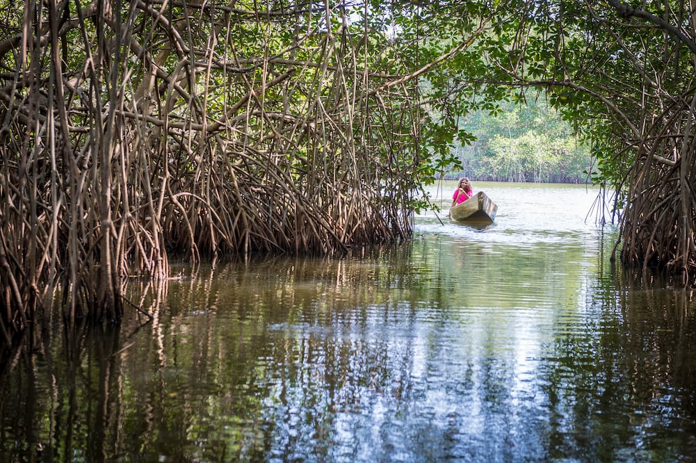 Hay casi tres mil hectáreas de manglar. (Foto: STYDE Oaxaca)