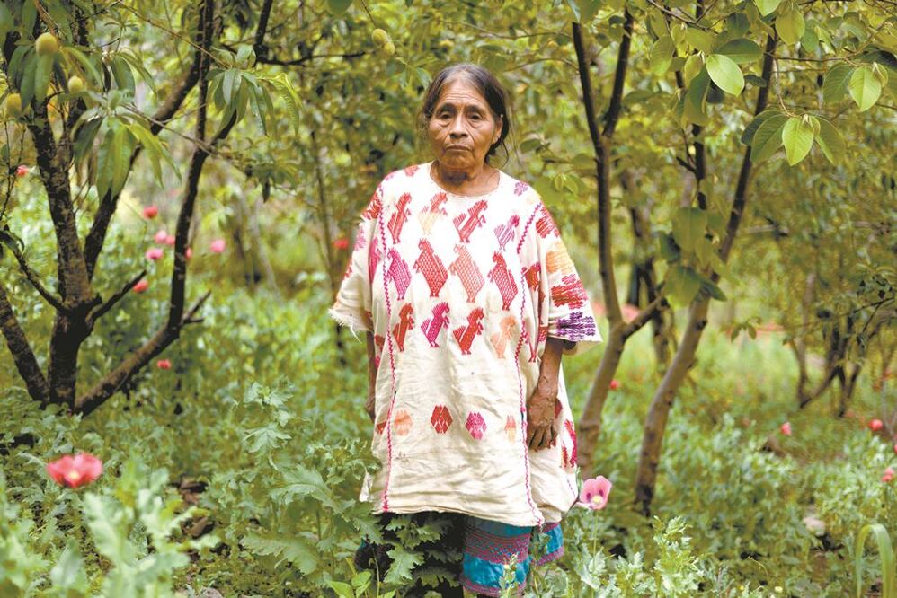 La caída del precio de la goma del opio ha provocado estragos en pueblos de Guerrero que tenían como sustento los cultivos de amapola. Fotos: SALVADOR CISNEROS