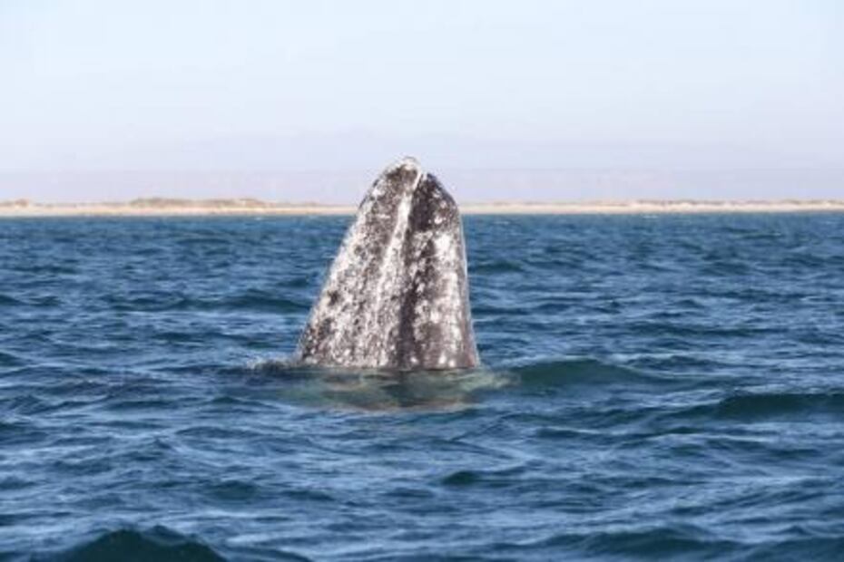 Disminuye presencia de la ballena gris