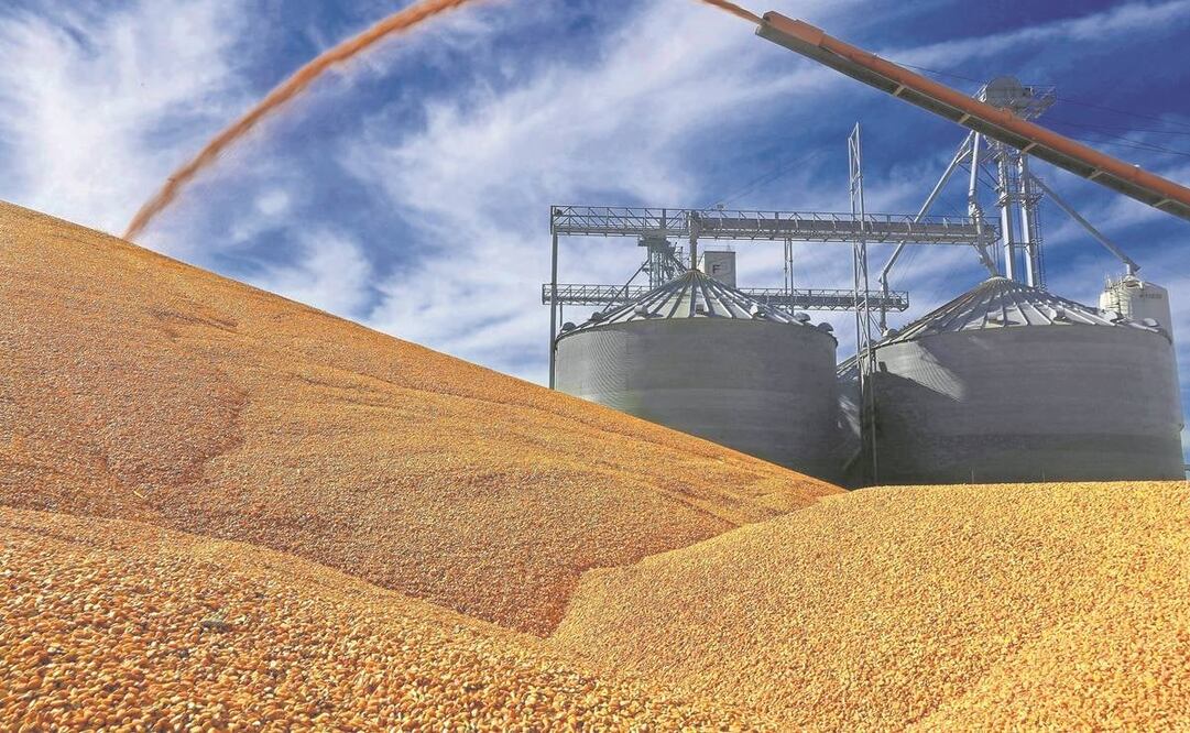 erder en un panel sobre el tema del maíz generaría represalias de Estados Unidos contra las exportaciones agrícolas mexicanas, aseguran expertos.