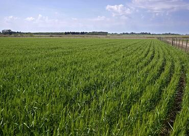 Mexicano acusa a granja de no ayudar a jornalero que murió de Covid en Canadá