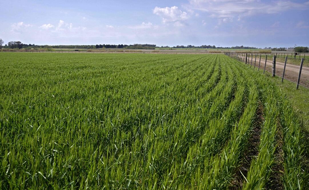 Imagen ilustrativa. Foto: AFP