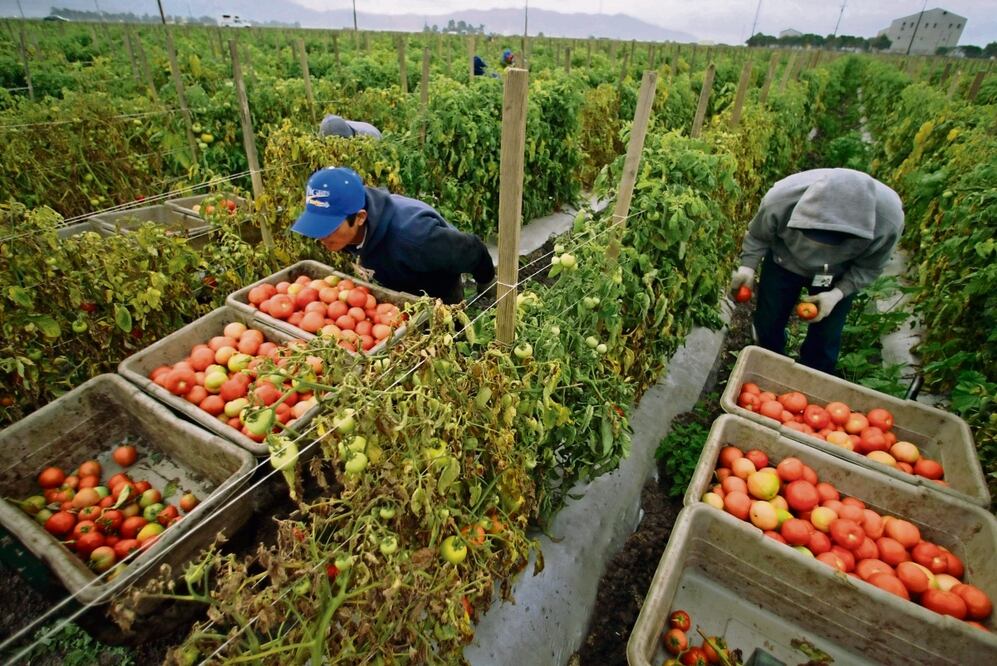 La agricultura es la actividad en la que más trabajan los inmigrantes en EU, afirman, Foto: Archivo / EL UNIVERSAL