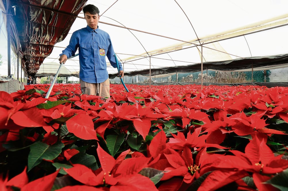 Para fomentar la venta de nochebuenas, agricultores han reproducido flores en tonos de amarillo y rosa, y rayadas o marmoleadas. Foto: Fernanda Rojas | El Universal