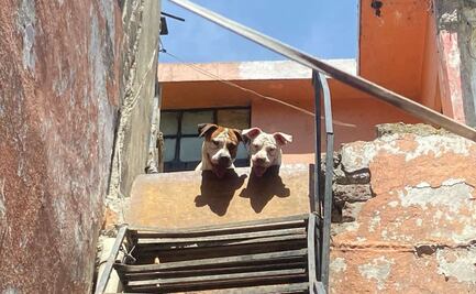 "Lo atacaron de la nada": Reportan gravemente herido a hombre agredido por 6 pitbulls; vecinos denuncian criadero de perros