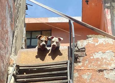 "Lo atacaron de la nada": Reportan gravemente herido a hombre agredido por 6 pitbulls; vecinos denuncian criadero de perros