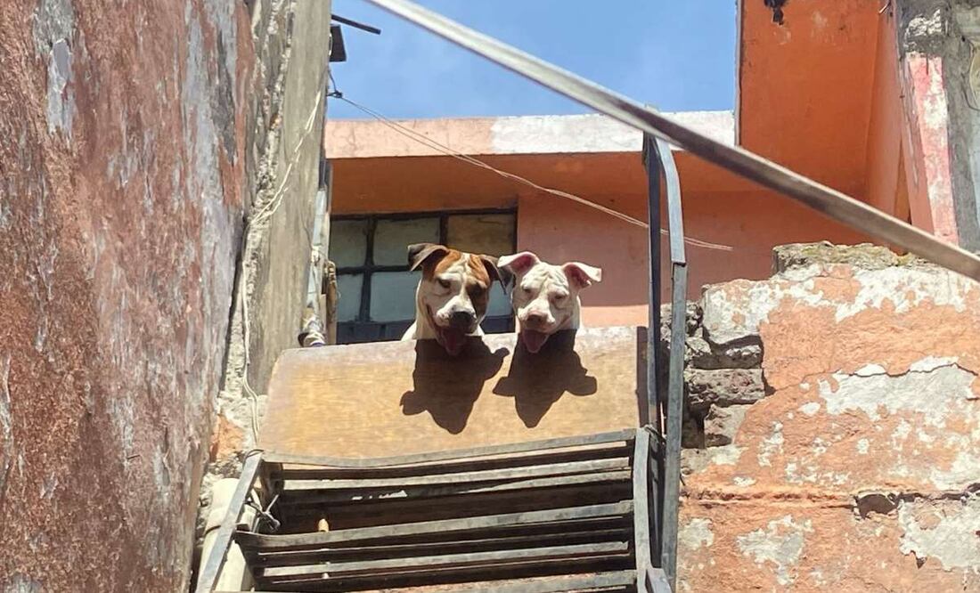 Hombre es atacado y herido de gravedad por 6 pitbulls (15/05/2025). Foto: Juan Carlos Williams / EL UNIVERSAL