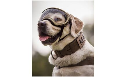 Buscan registrar marca de la perrita “Frida”