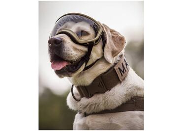 Buscan registrar marca de la perrita “Frida”