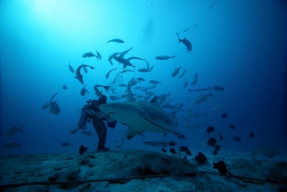 Ballenas y hasta tiburones: dónde ver animales en libertad en México