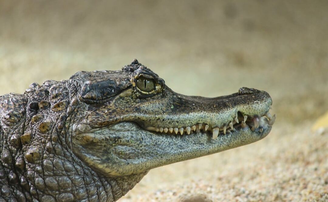 Foto: Ilustrativa. Pixabay