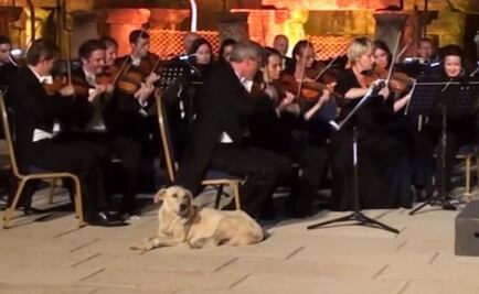 Perro interrumpe un concierto en Turquía