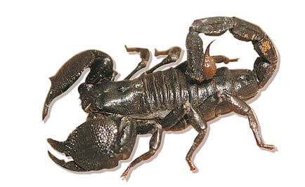 La ciencia le da “alas” a los alacranes