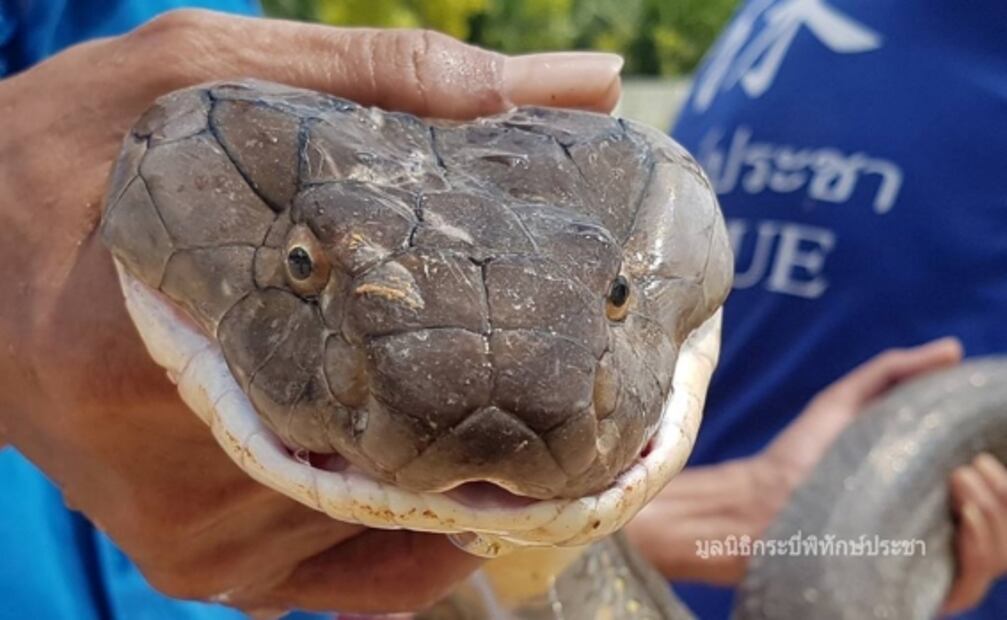 Capturan cobra real de cuatro metros de largo en alcantarilla de Tailandia