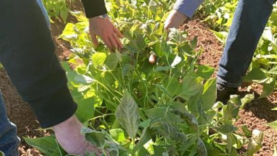 Frente Frío número 21 causa daños en cultivos de Sinaloa