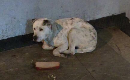 Reportan presencia de perro extraviado en Metro Etiopía