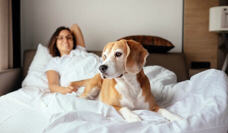 ​Los 5 destinos pet friendly para Semana Santa