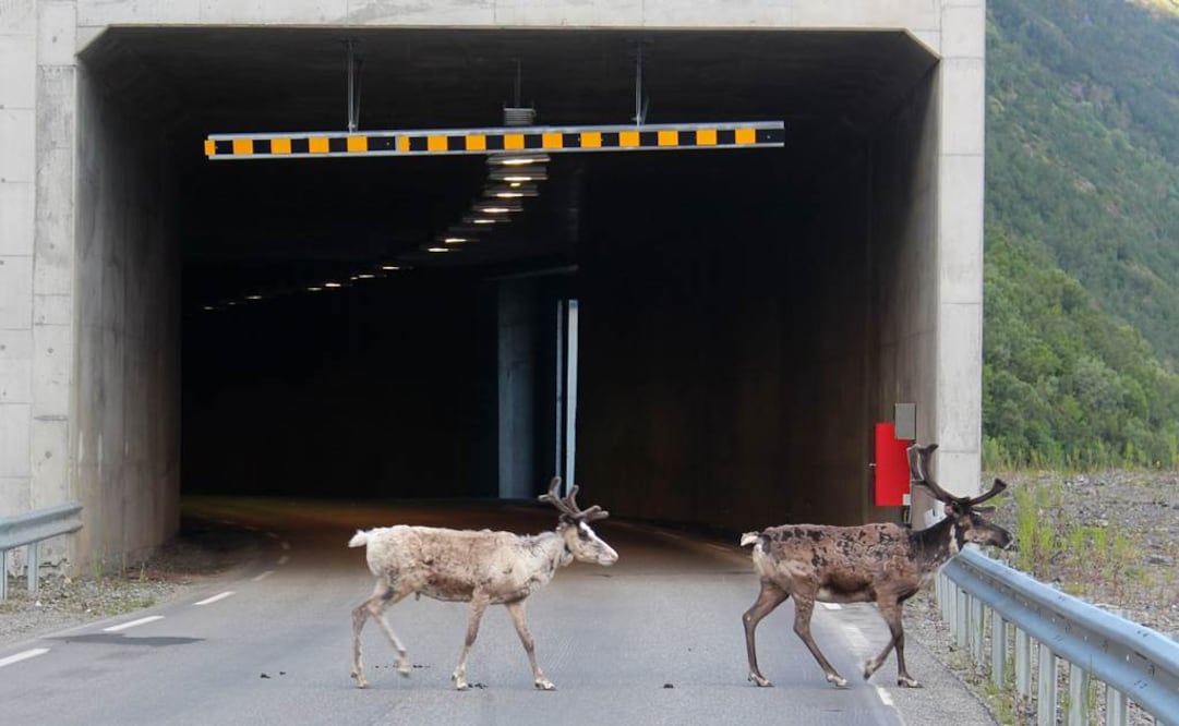 Tanto los renos como las ovejas encuentran refugio en túneles y áreas sombreadas para refrescarse. Foto: AFP