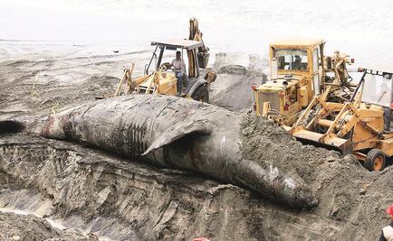 Cierran playa donde murió una ballena gris