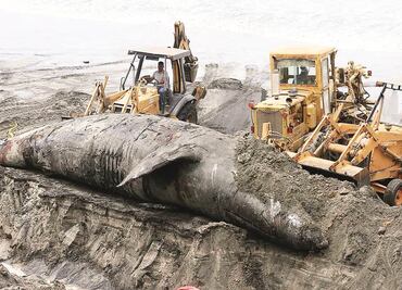 Cierran playa donde murió una ballena gris