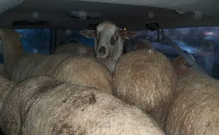 Caen dos que robaron con violencia ovejas y borregos en Edomex