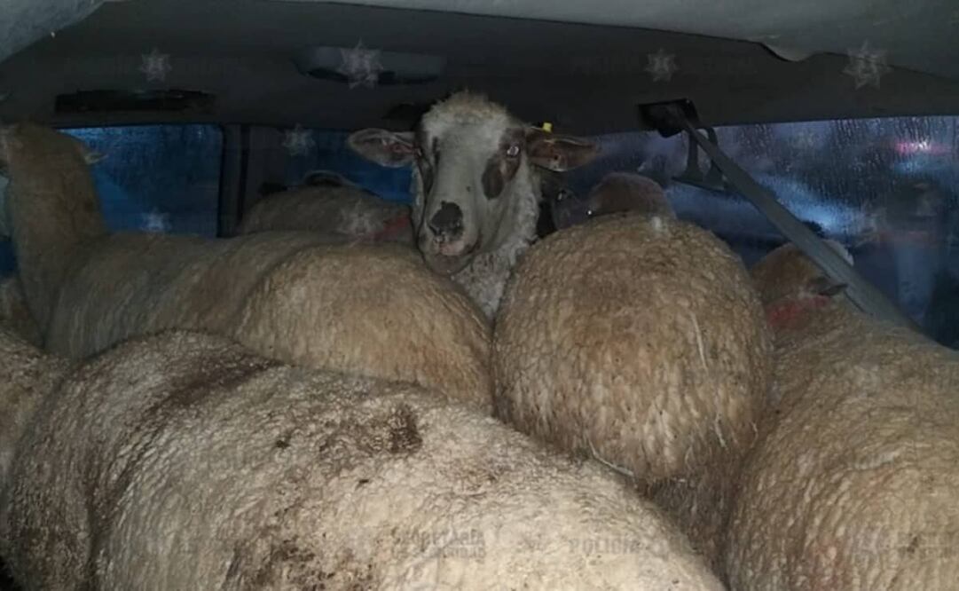 Policías detuvieron a dos hombres presuntamente responsables del delito de abigeato con violencia Foto: Especial 