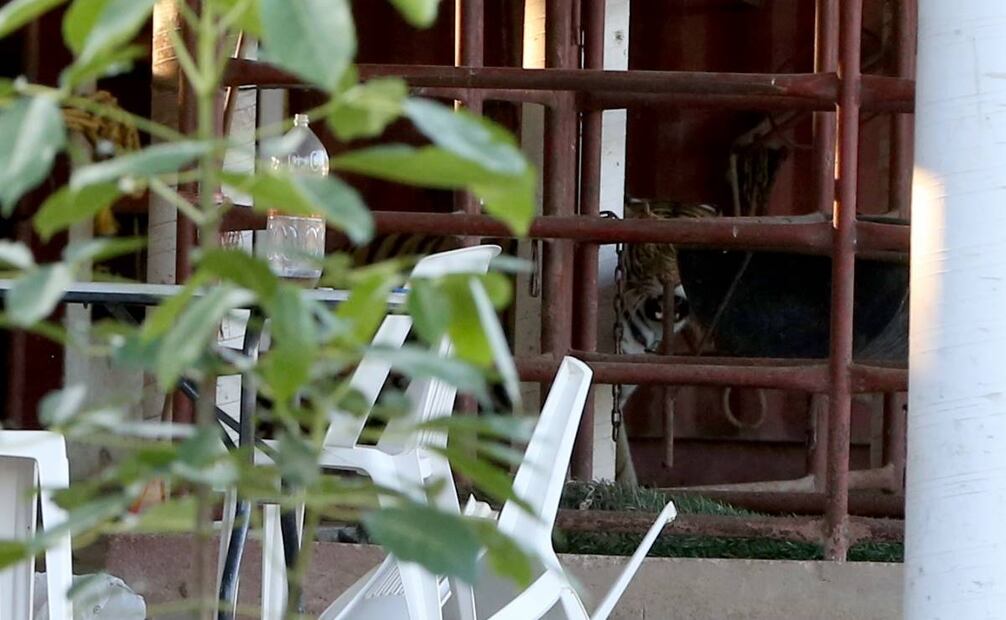 Aseguran animales exóticos en rancho de Tabasco tras operativo / Foto: Especial