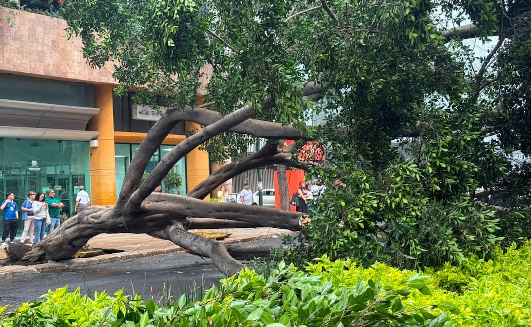 Un árbol de aproximadamente 20 metros de altura cayó sobre varios autos que estaban estacionados en la alcaldía Cuauhtémoc. | Foto: Especial.