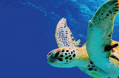 Incrementan vigilancia ante anidación de tortugas en playas de Yucatán