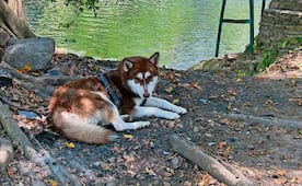 Lucas, el perro con derecho a pensión  alimentaria