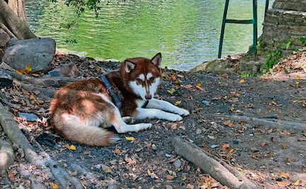 Lucas, perrito con derecho a pensión alimentaria