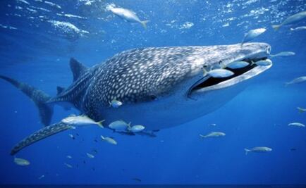 Las ballenas se volvieron gigantes por los cambios climáticos  