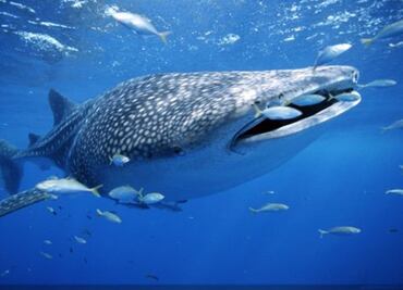 Las ballenas se volvieron gigantes por los cambios climáticos