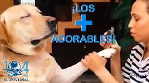 Estos son los videos más tiernos y divertidos de la semana