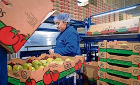Cae la exportación de jitomate mexicano a EU