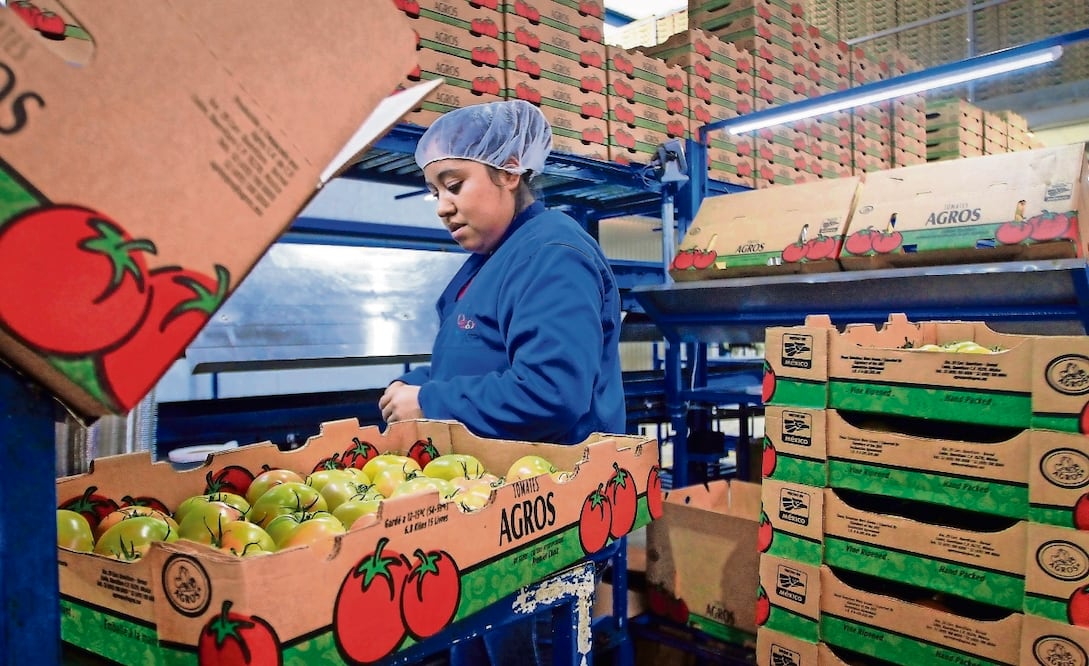Analistas explican que México ha perdido entre 10% y 12% del mercado de jitomate en EU y los canadienses han incrementado 25% sus exportaciones. Foto: Archivo/ EL UNIVERSAL