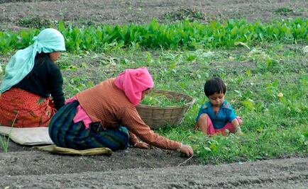 Hallan restos de un milenario arrozal