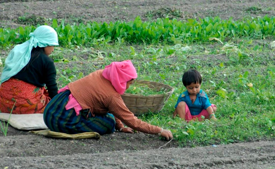 El hallazgo fue realizado en noviembre pasado, pero acaba de ser presentado en un seminario académico. La investigación es un aporte al estudio de los orígenes del cultivo del arroz en China FOTO: Archivo/EFE.
