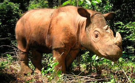Científicos buscan clonar al rinoceronte de Sumatra extinto en Malasia
