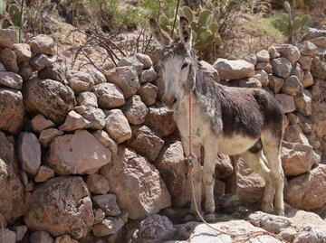 Rescatan a burrito que colapsó durante cabalgata en Feria de Jerez, Zacatecas; exigen sanciones para responsables
