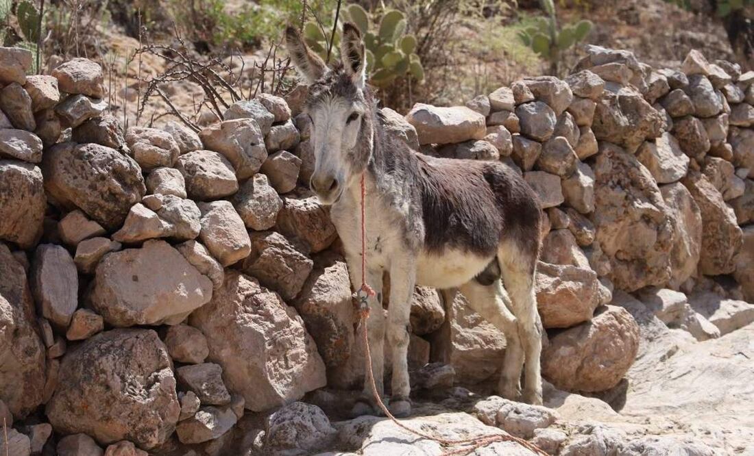 El burrito fue forzado a jalar una carreta con cinco hombres que saltaban sobre ella durante la Feria de Primavera en Jerez, Zacatecas (22/04/2025). Foto: Especial