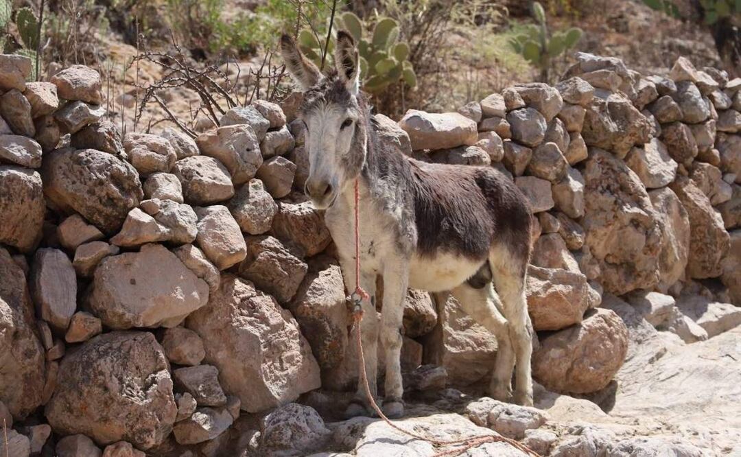 El burrito fue forzado a jalar una carreta con cinco hombres que saltaban sobre ella durante la Feria de Primavera en Jerez, Zacatecas (22/04/2025). Foto: Especial