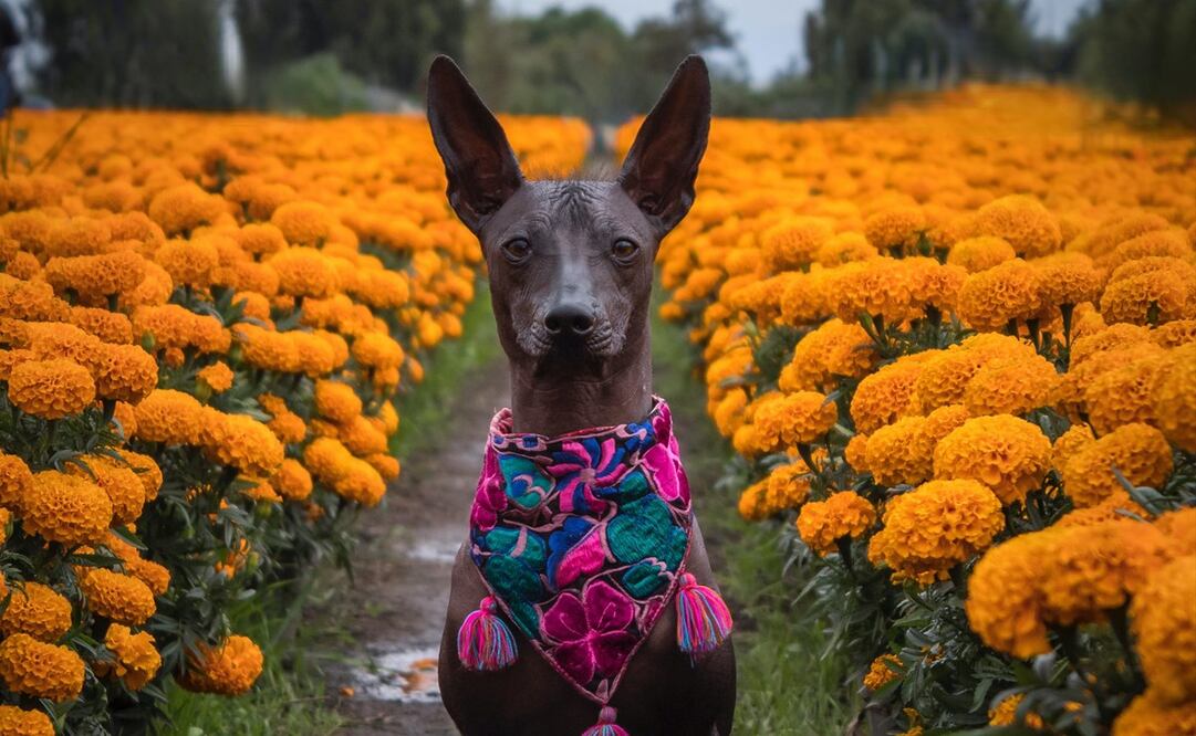 El xoloitzcuintle es un perro originario de México
Foto: Pexels