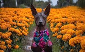 Impulsan en San Lázaro protección del xoloitzcuintle; reconocen a raza canina como símbolo de México